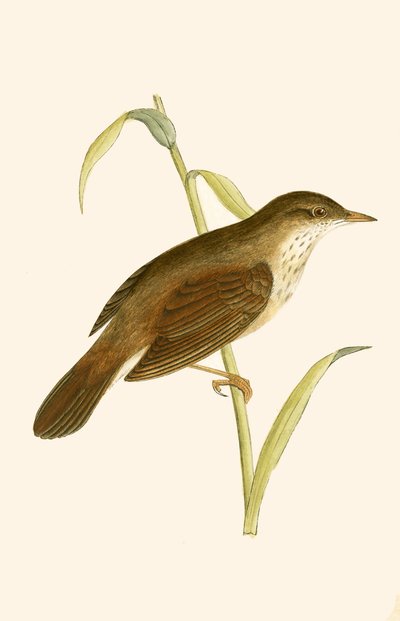 Zarcero fluvial, ilustración de 