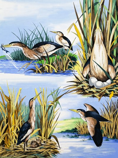 Montaje de aves de río de English School