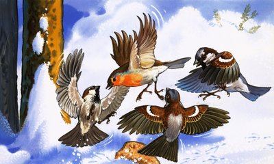 Petirrojo Luchando contra Otros Pájaros de English School