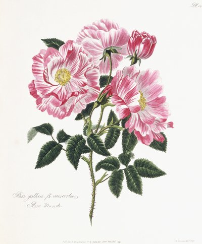 Rosa gallica, 1796-1799 de English School