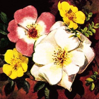 Rosa de English School