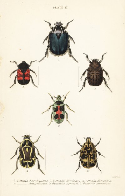 Escarabajos cetonia: Cetonia fascicularis 1, Heterorhina macleayi 2, Gametoides subfasciata 3, escarabajo violinista, Eupoecila australasiae 4, Gymnetis hieroglyphica 5 y Gymnetis marmorea 6 de English School