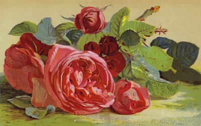 Rosas, el Duque de Edimburgo de English School
