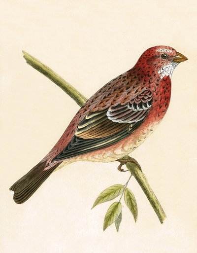Camachuelo rosado, ilustración de 