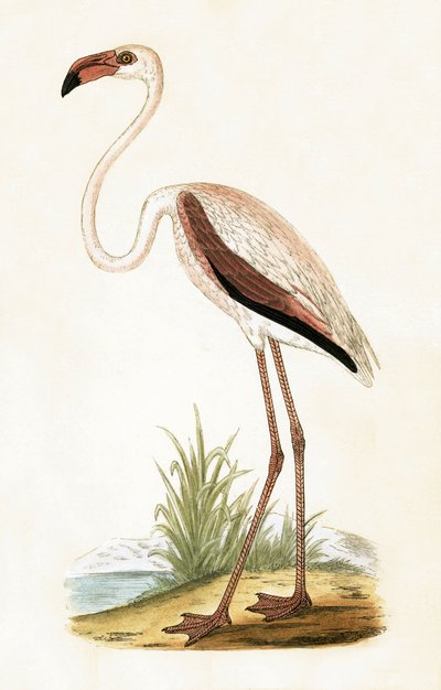 Flamenco rosado, ilustración de 