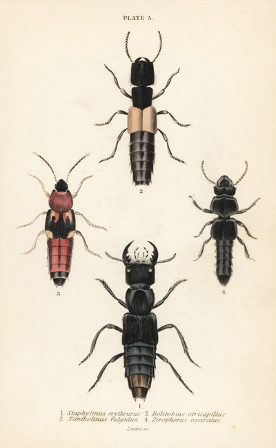Escarabajos rove: Staphylinus erythrurus 1, Xantholinus fulgidus 2, Bolitobius atricapillus 3, Zirophorus exaratus 4 de English School