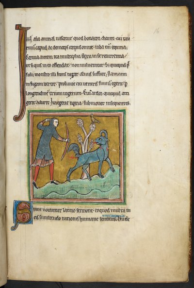 Real 12 F.XIII, f.16   Un cazador disparando una flecha a un animal.  Bestiario (ff. 3-141), Lapidario (ff. 141v-149)  2do cuarto del siglo XIII de English School