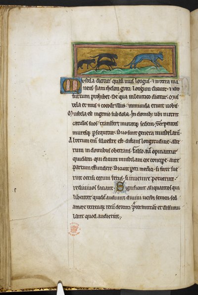 Real 12 F.XIII, f.43v Ratones persiguiendo a un gato, de Bestiario (ff. 3-141), Lapidary (ff. 141v-149)  , segundo cuarto del siglo XIII (vitela) de English School