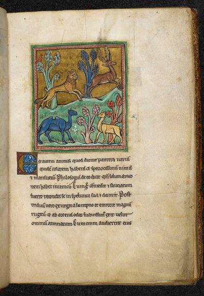 Real 12 F.XIII, f.7 Leopardo persiguiendo a un ciervo, con un camello y otro animal.  de Bestiario (ff. 3-141), Lapidario (ff. 141v-149)  2do cuarto del siglo XIII de English School