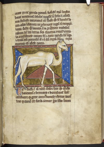 Royal MS 12 C XIX, f.33r Camel, de 