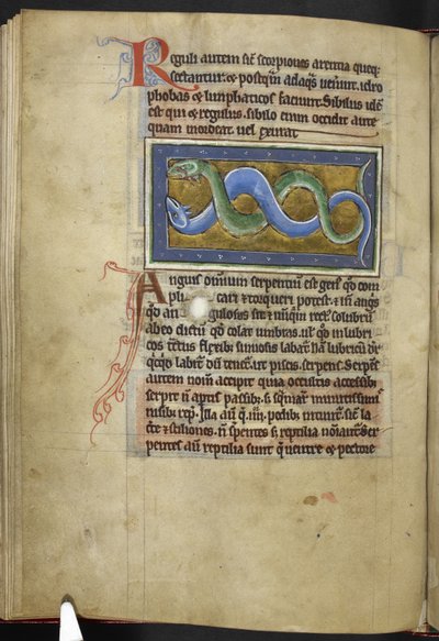 Royal MS 12 C XIX, f.63v Anguis, de 