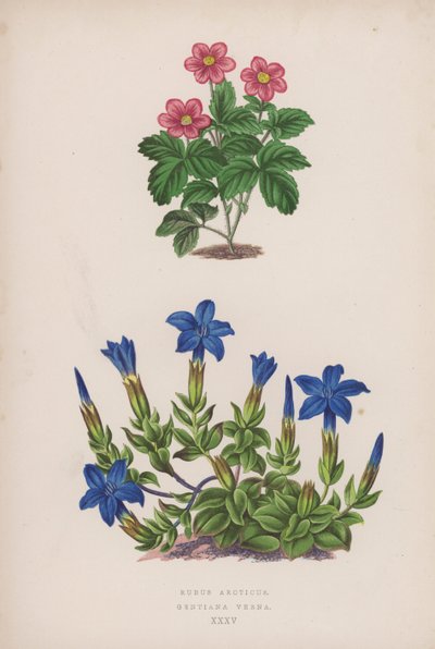 Rubus Arcticus; Gentiana Verna (litografía en color) de English School
