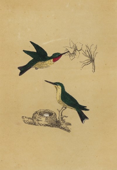 Colibrí garganta rubí (litografía en color) de English School