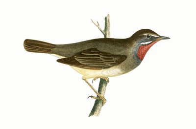 Curruca de Garganta Rubí, ilustración de 