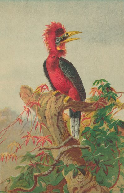 Cálao de cuello rufo (Buceros nipalensis) de English School