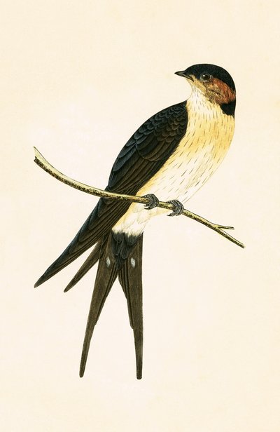 Golondrina rojiza, ilustración de 