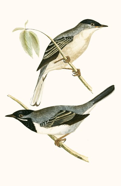 Curruca de Rüppell, ilustración de 