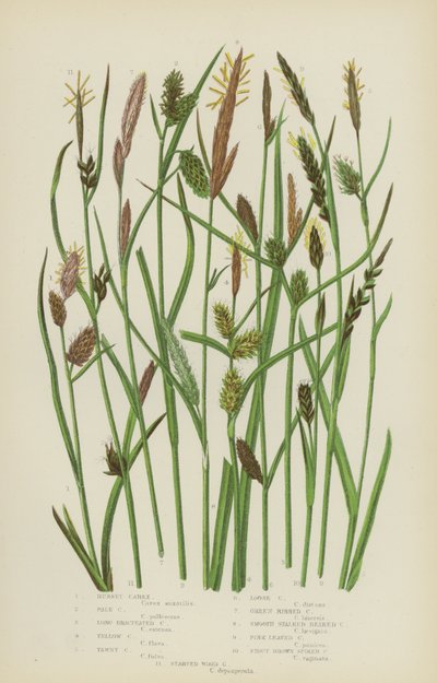 Carex rojizo, carex pálido, carex de bráctea larga, carex amarillo, carex leonado, carex suelto... de English School