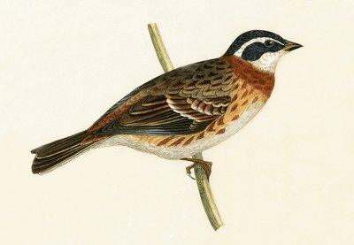Escribano rústico, ilustración de 