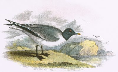 Gaviota de Sabine de English School