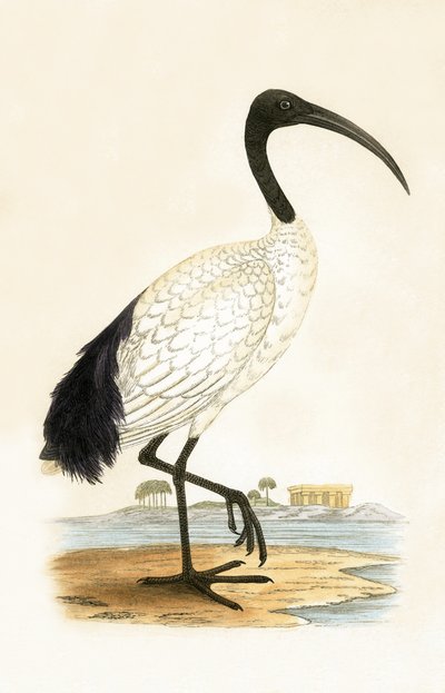 Ibis sagrado, ilustración de 