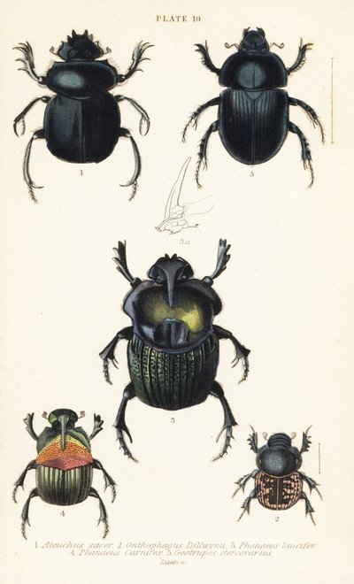 Escarabajo sagrado, Scarabaeus sacer 1, escarabajos de estiércol, Onthophagus nuchicornis 2, Coprophanaeus lancifer 3, Sulcophanaeus carnifex 4, y escarabajo estercolero, Geotrupes stercorarius 5 de English School