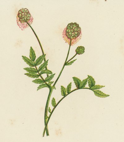 Ensalada Burnet, Poterium Sanguisorba (litografía en color) de English School
