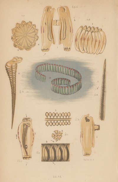 Salpae (litografía) de English School