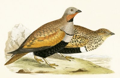 Ganga, ilustración de 