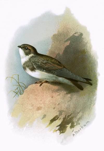 Abejaruco de English School