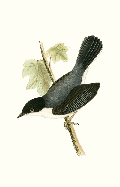 Curruca sarda, ilustración de 