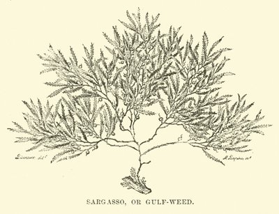 Sargazo, o alga del Golfo de English School