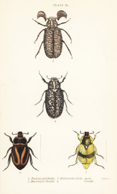 Escarabajos escarabajos: Pelidnota pulchella subsp de English School