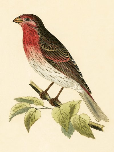 Camachuelo escarlata, ilustración de 