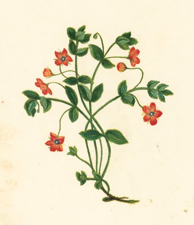 Pimpinela Escarlata, Anagallis Arvensis (litografía en color) de English School