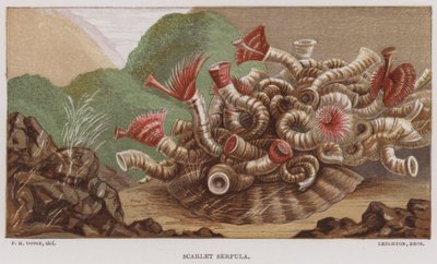 Serpula escarlata (litografía en color) de English School
