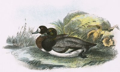 Pato porrón de English School