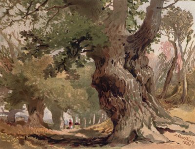 Escena en el bosque de Sherwood (litografia en color) de English School