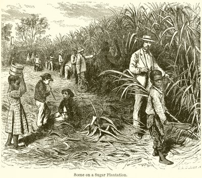 Escena en una plantación de azúcar de English School