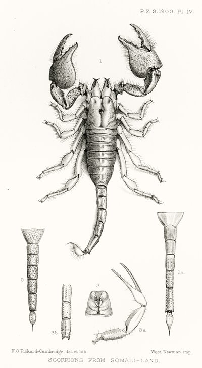 Escorpiones de Somalilandia, ilustración de The Hope Reports, Vol. II, 1897-1900, editado por Edward B. Poulton, Oxford, 1901 de English School