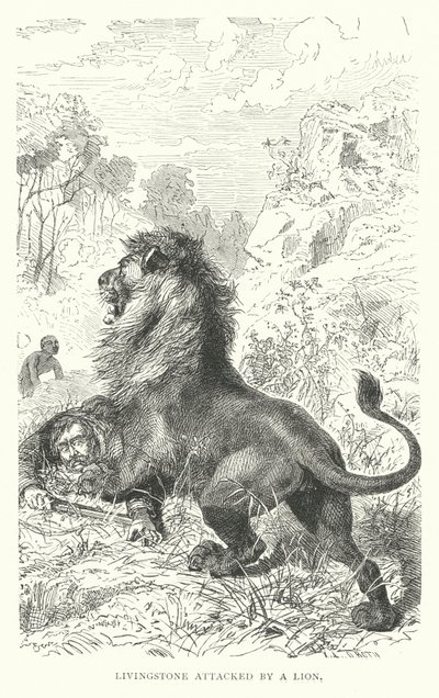 El misionero escocés David Livingstone atacado por un león en África (grabado) de English School