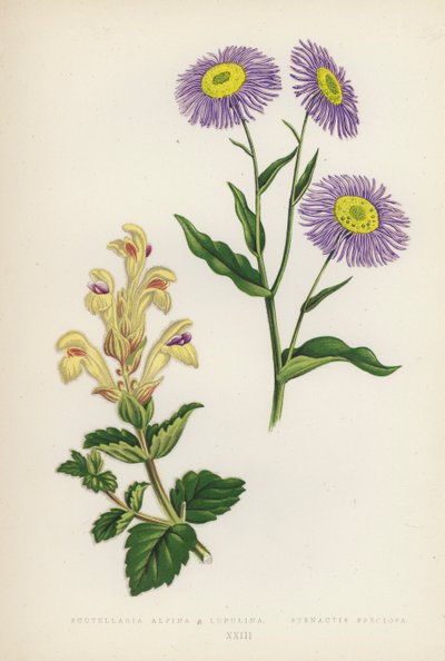Scutellaria Alpina B Lupulina; Stenactis Speciosa (litografía en color) de English School