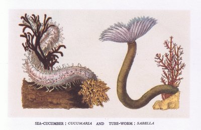 Pepino de mar y gusano de tubo, Nature in Britain publicado por Collins de English School