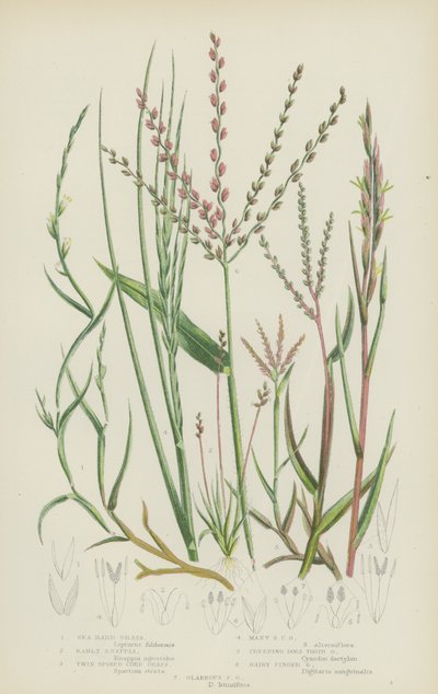 Sea Hard Grass, Early Knappia, Twin Spiked Cord Grass, Many Spiked Cord Grass, Creeping Dogs Tooth (litografía en color) de English School