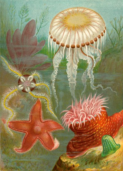 Medusas y estrellas de mar de English School