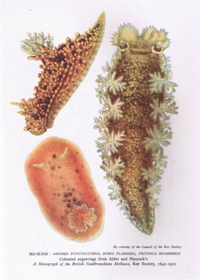 Sea Slugs, Nature in Britain publicado por Collins de English School