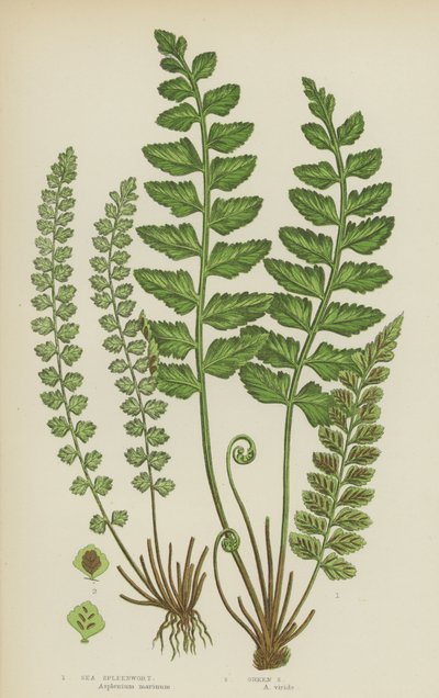 Asplenio Marino, Asplenio Verde de English School