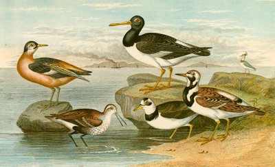 Aves marinas de English School