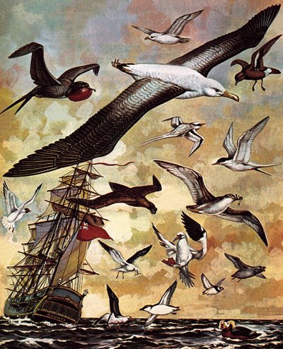 Aves marinas del mundo de English School