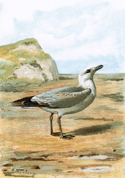 Gaviota de English School